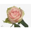 Rosa Gr Pink Athena
