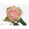 Rosa Gr Pink Athena