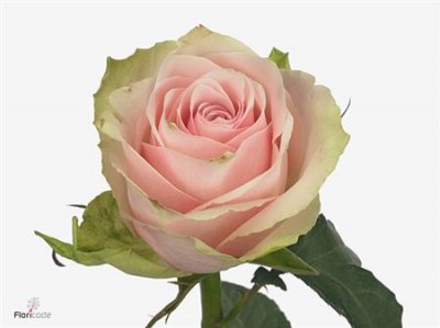 Rosa Gr Pink Athena