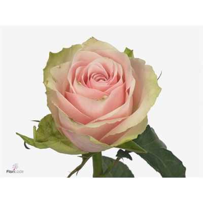 Rosa Gr Pink Athena
