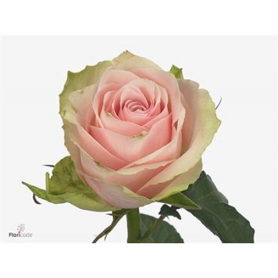 Rosa Gr Pink Athena