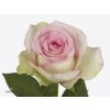 Rosa Gr Pink Journey