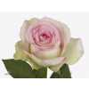 Rosa Gr Pink Journey