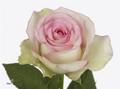 Rosa Gr Pink Journey