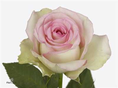 Rosa Gr Pink Journey