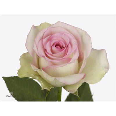 Rosa Gr Pink Journey