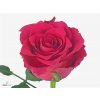 Rosa Gr Pink Rhodos