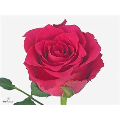 Rosa Gr Pink Rhodos