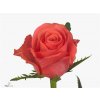 Rosa Gr Pink Tacazzi