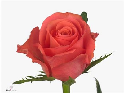 Rosa Gr Pink Tacazzi