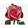 Rosa Gr Pompidou