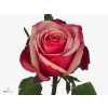 Rosa Gr Pompidou