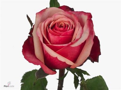 Rosa Gr Pompidou