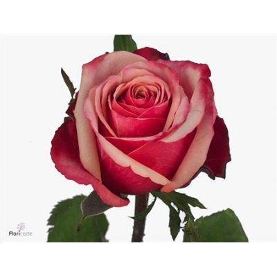 Rosa Gr Pompidou