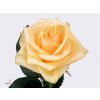 Rosa Gr Prima Donna
