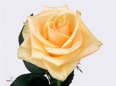 Rosa Gr Prima Donna