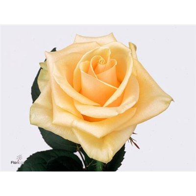 Rosa Gr Prima Donna