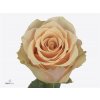 Rosa Gr Primavera