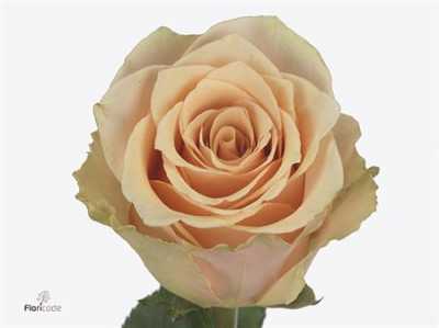 Rosa Gr Primavera