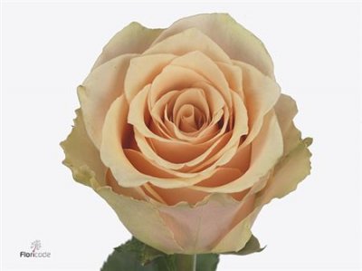 Rosa Gr Primavera