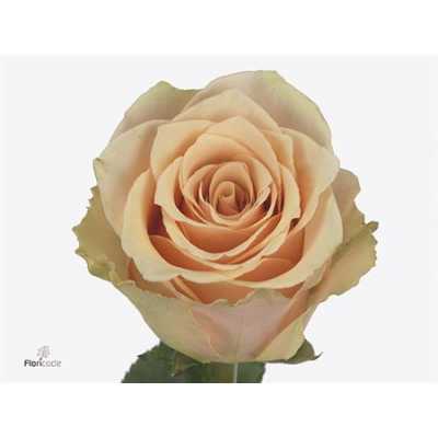 Rosa Gr Primavera