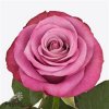 Rosa Gr Prince Of Persia+