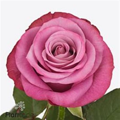 Rosa Gr Prince Of Persia+