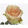 Rosa Gr Rainbow Peach@