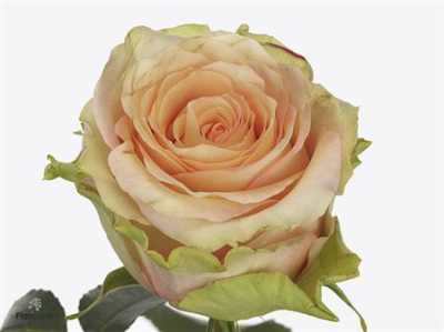 Rosa Gr Rainbow Peach@