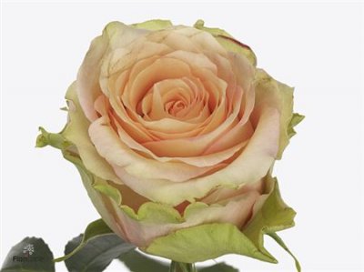 Rosa Gr Rainbow Peach@
