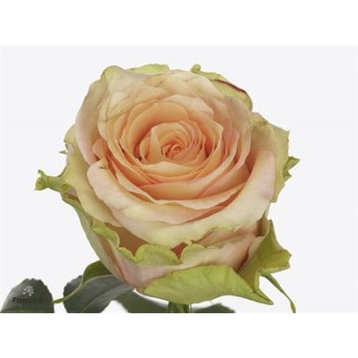 Rosa Gr Rainbow Peach@