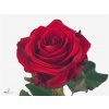 Rosa Gr Red Eagle