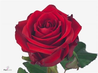 Rosa Gr Red Eagle
