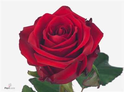 Rosa Gr Red Eagle A2