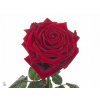 Rosa Gr Red Naomi B1