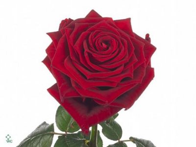 Rosa Gr Red Naomi B1