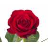 Rosa Gr Red Ribbon