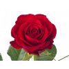Rosa Gr Red Ribbon