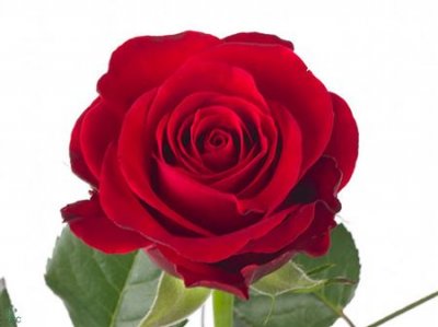 Rosa Gr Red Ribbon