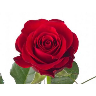 Rosa Gr Red Ribbon