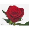 Rosa Gr Red Torch