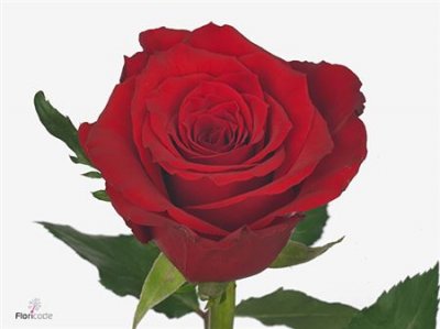 Rosa Gr Red Torch