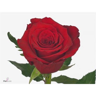 Rosa Gr Red Torch