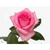 Rosa Gr Revival