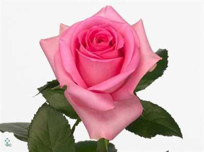 Rosa Gr Revival