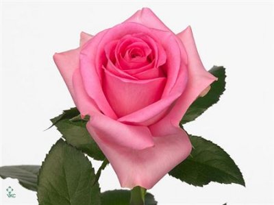 Rosa Gr Revival
