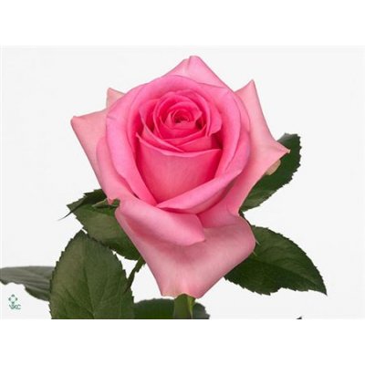 Rosa Gr Revival