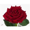 Rosa Gr Rhodos