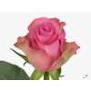 Rosa Gr Royal Jewel