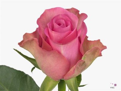 Rosa Gr Royal Jewel